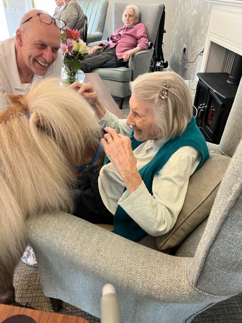 Resident Petting Shetland Pony