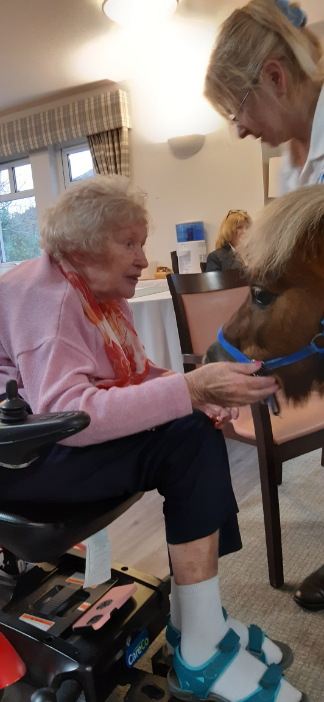 A therapy pony wearing protective trainers visiting a resident in their room, bringing smiles and sparking memories of past experiences with horses