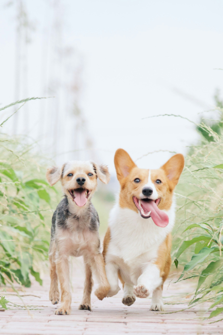 Therapy pets for care homes