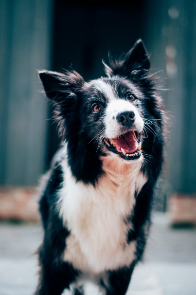 Therapy pets for care homes