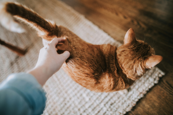 Therapy pets for care homes