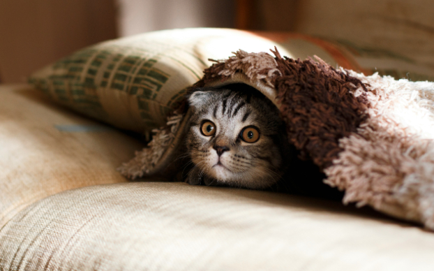 Therapy pets for care homes