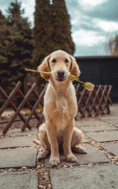 Therapy pets for care homes