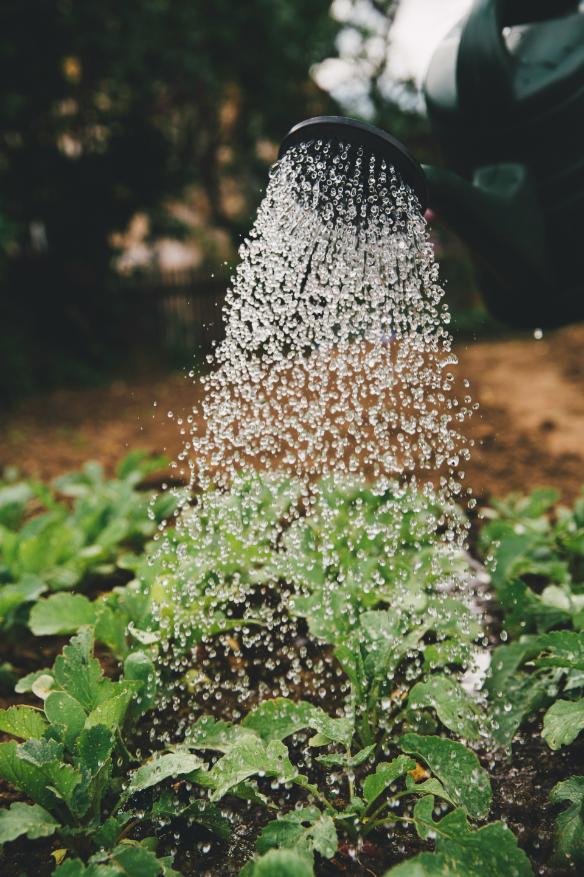 watering-plants