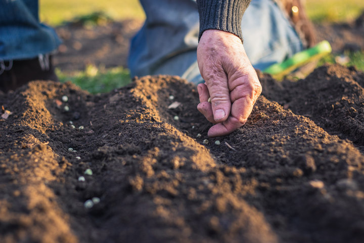 man gardening
